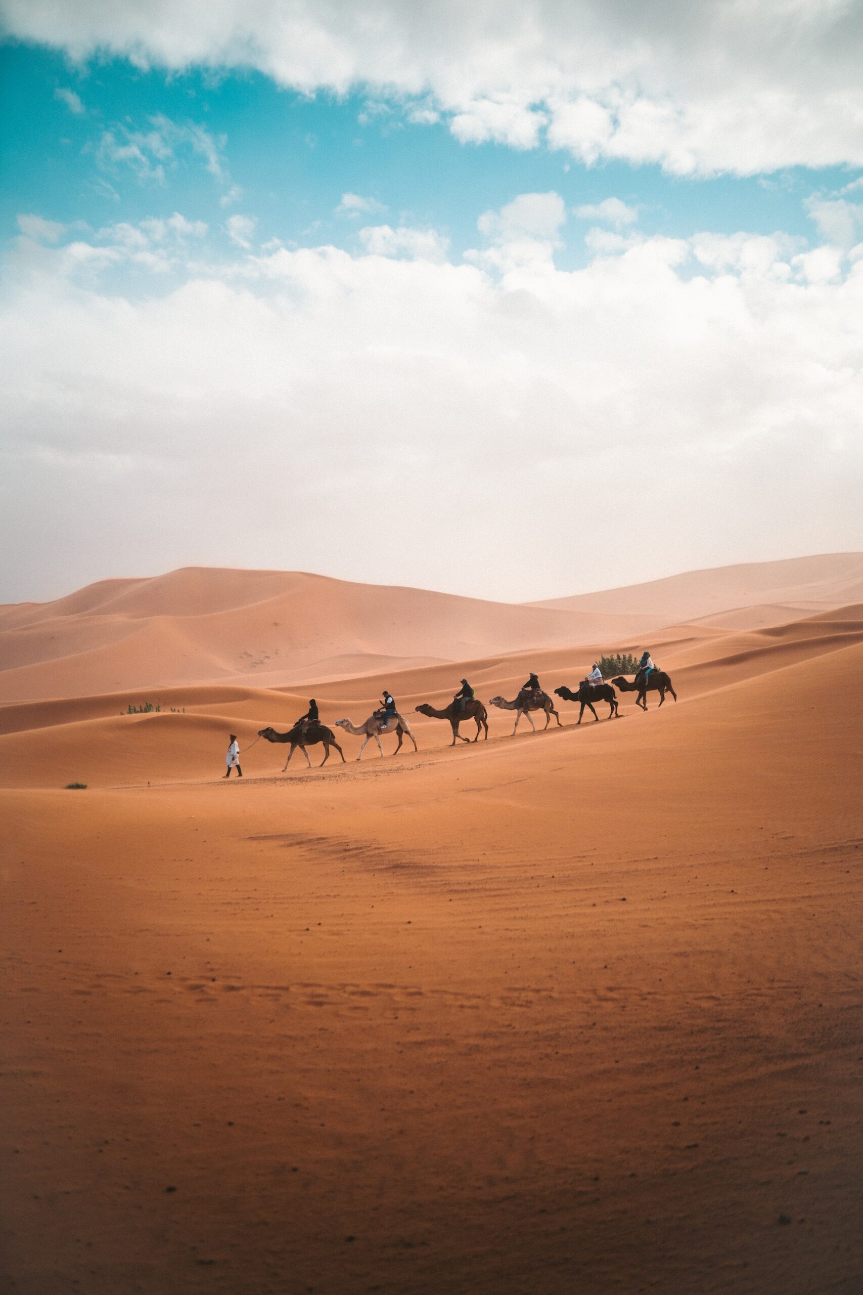 Wielbłądy na pustyni